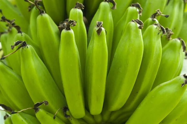 Plátano verde —  Fotos de Stock