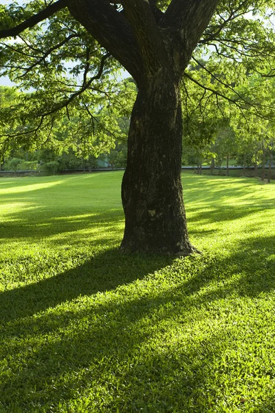 緑豊かな公園 — ストック写真