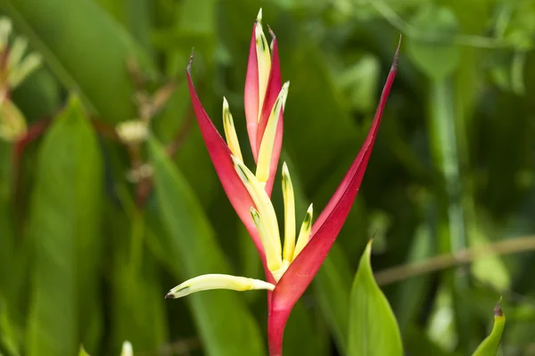 stock image Tropical Red And Yellow Flower