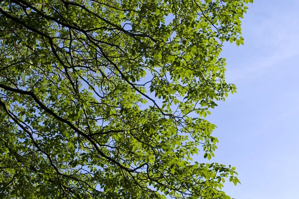 Achtergrond van groene boom — Stockfoto