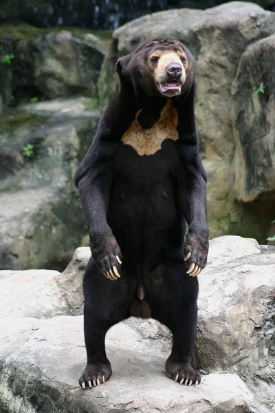 Černý medvěd v zoo — Stock fotografie