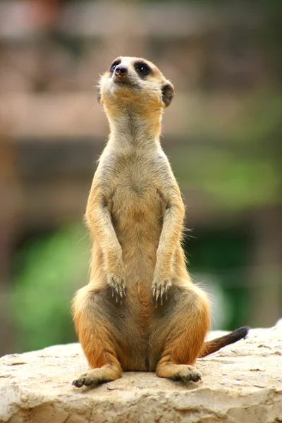 Stock image Meercat