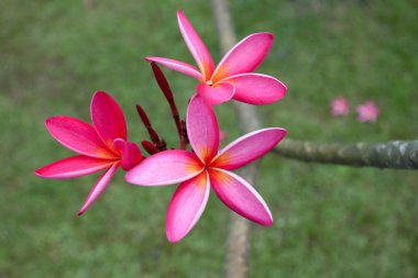 Plumeria flowers clipart