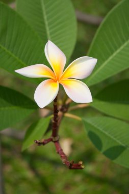 Plumeria çiçekler