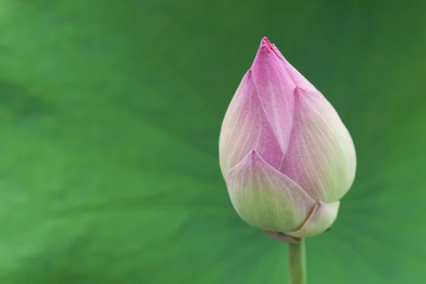 stock image Bud of Lotus Flower