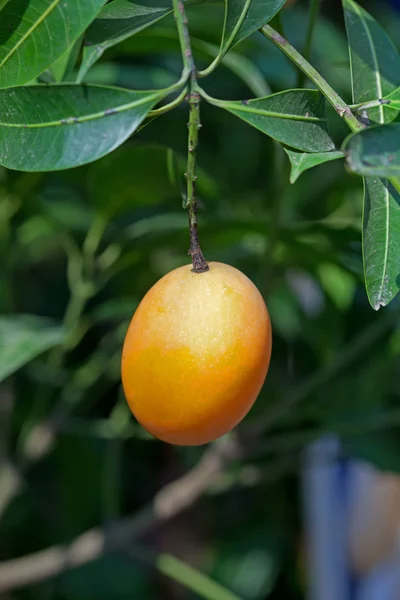 Maprang Thai fructe — Fotografie, imagine de stoc