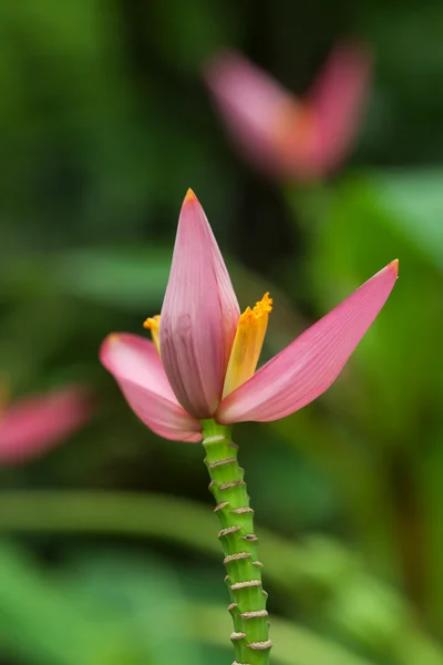 Muz çiçeği — Stok fotoğraf