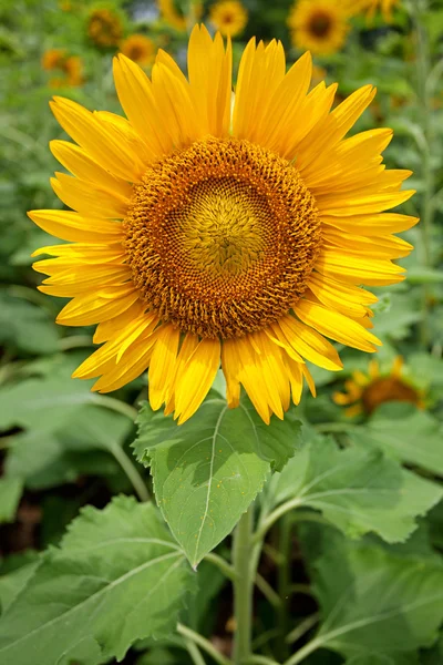 Sun flower — Stock Photo, Image
