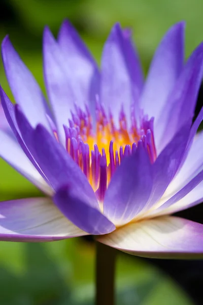 Purple water lily — Stock Photo, Image