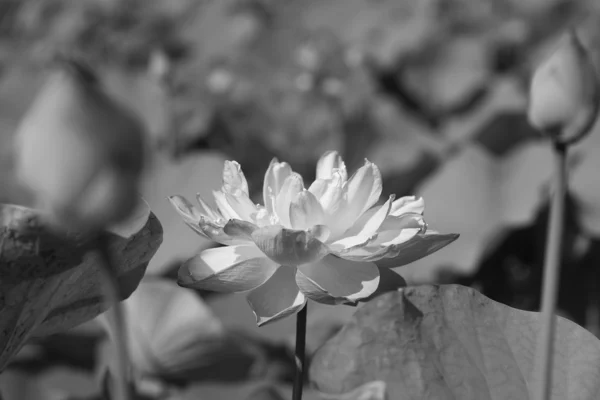 Чорно-біла водяна лілія — стокове фото