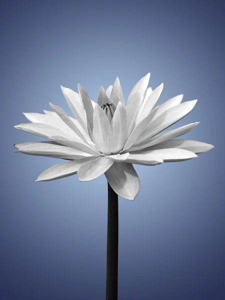 Waterlily isolated on blue — Stock Photo, Image