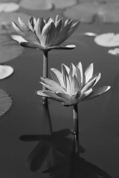 Black & white water lily — Stock Photo, Image