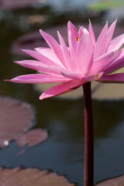 Квітучий квітка лотоса — стокове фото