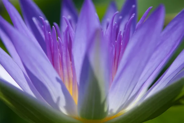 Paarse water lily — Stockfoto