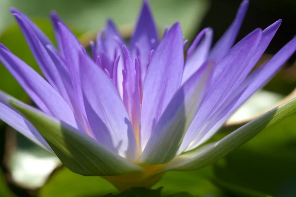 Пурпурная водяная лилия — стоковое фото