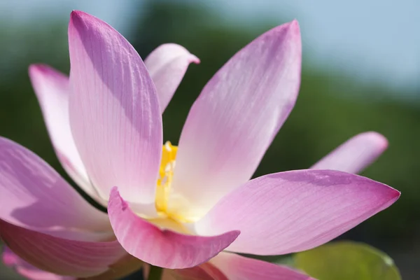 Virágzó lotus flower — Stock Fotó