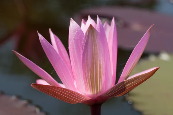 Roze water lily — Stockfoto