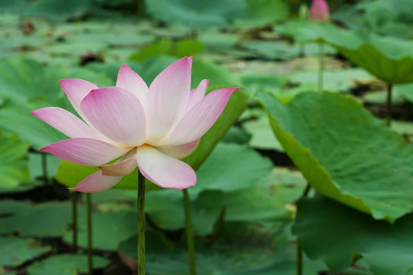 Stock image Pink waterlily