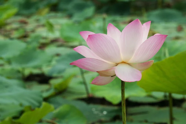 stock image Blooming lotus flower