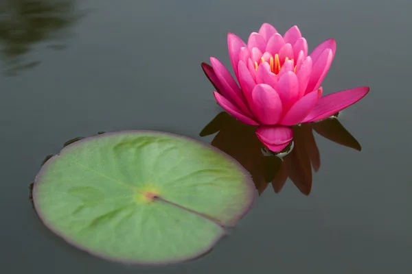 Lotus rose dans l'étang — Photo