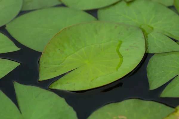 Lotus leaf — Stock Photo, Image