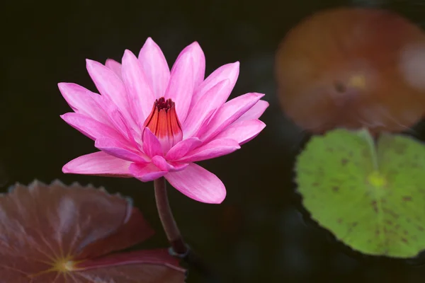 Flor de loto en flor —  Fotos de Stock
