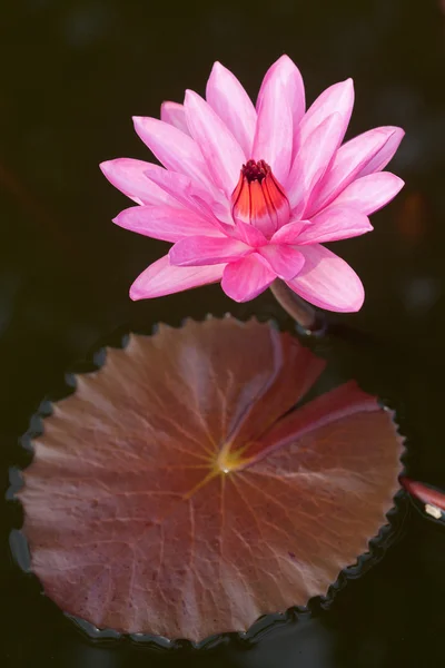 Blühende Lotusblume — Stockfoto