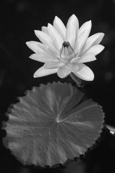 White waterlily — Stock Photo, Image