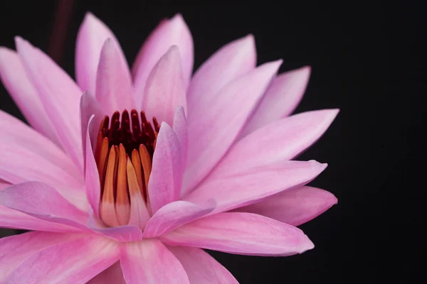 Roze waterlily — Stockfoto