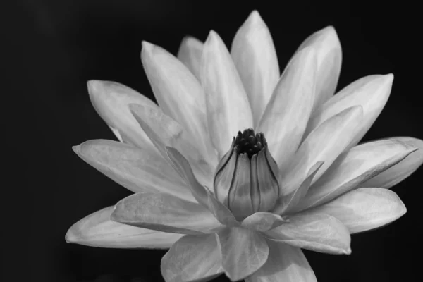 Beyaz nilüfer — Stok fotoğraf