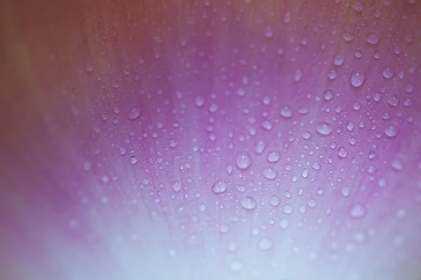 Lotus petals background — Stock Photo, Image