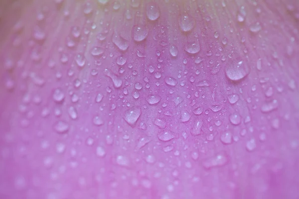 Lotus petals background — Stock Photo, Image