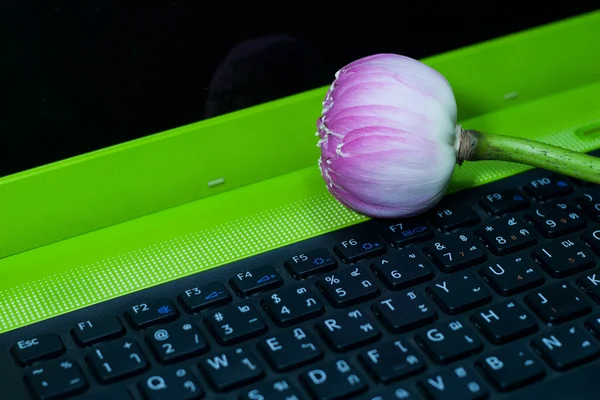 Lotus auf Laptop — Stockfoto