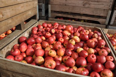 Crate with Apples clipart