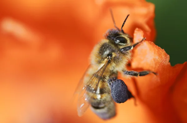 Bee op het werk — Stockfoto