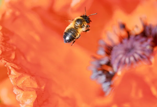 A repülés, a méh — Stock Fotó