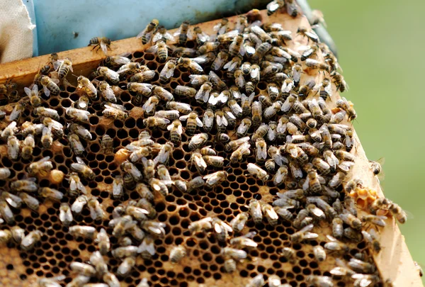 Bees and Beehive — Stock Photo, Image