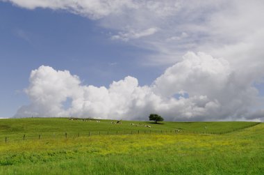 yeşil mera