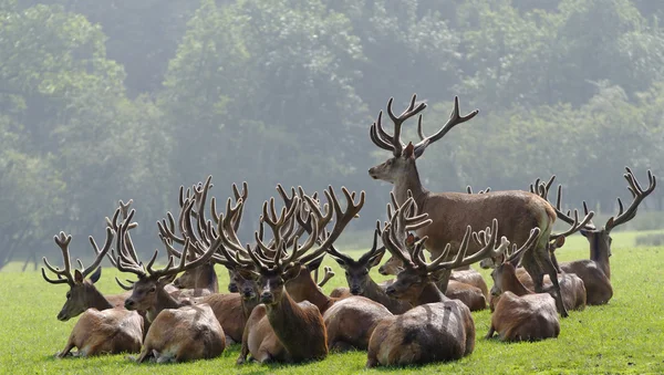 Herd of Deers — Stock fotografie