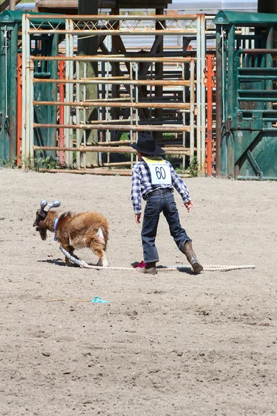 Piccoli collant rodeo — Foto Stock