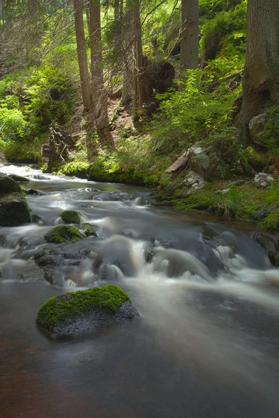 Floden i skogen — Stockfoto