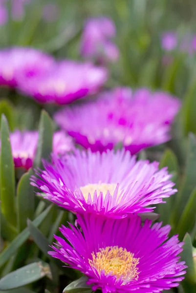 Fioletowe kwiaty dzikiego — Zdjęcie stockowe