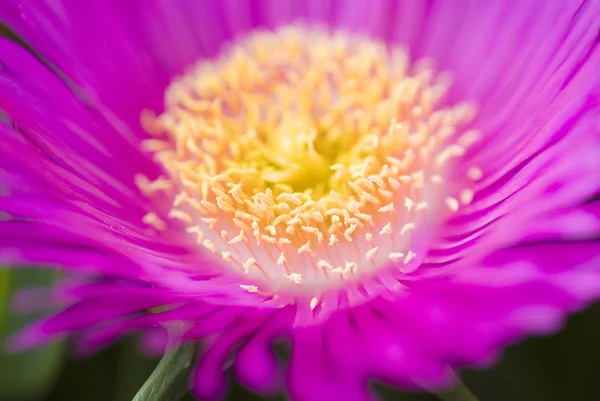 Makro fioletowy dzikich kwiatów — Zdjęcie stockowe