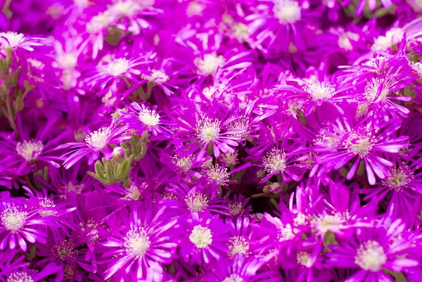 Фон з фіолетових квітів — стокове фото