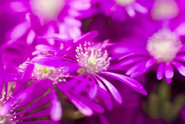 Makro violette Wildblumen — Stockfoto