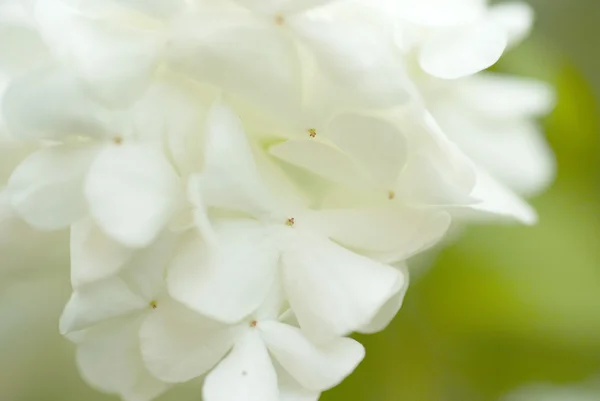 Detail bílé květy makro shot — Stock fotografie