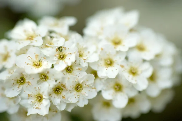 Detalle de flores blancas makro shot — Foto de Stock