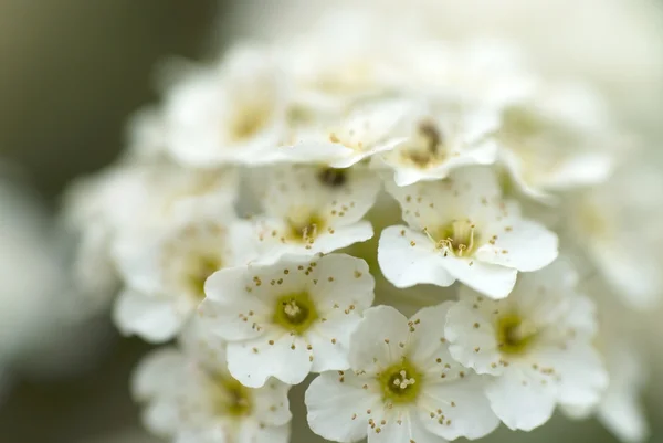Detalle de flores blancas makro shot — Foto de Stock