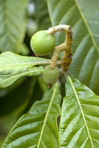 Green loquat fruit with the leaves on the tree — Stock Photo, Image