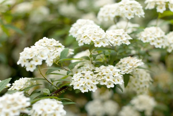 Dettaglio di fiori bianchi makro shot — Foto Stock
